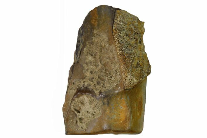 Fossil Triceratops Shed Tooth - Montana #164696